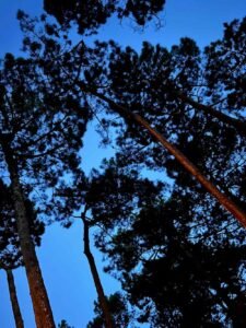 Retraite yoga surf cap ferret 31